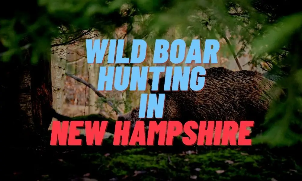 Wild Boar Hunting in New Hampshire