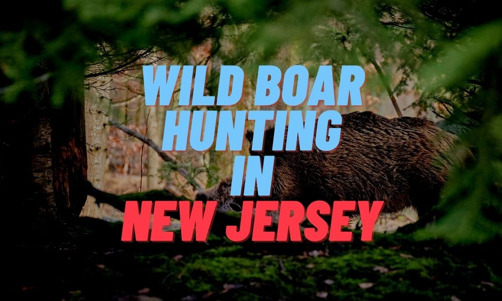 Wild Boar Hunting in New Jersey