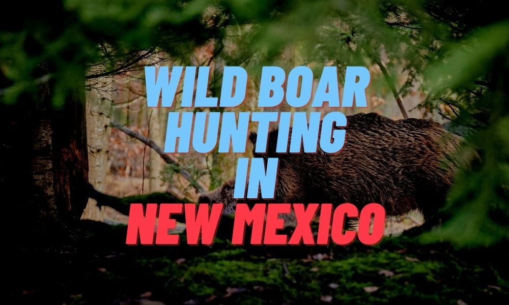 Wild Boar Hunting in New Mexico