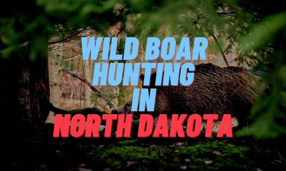 Wild Boar Hunting in North Dakota