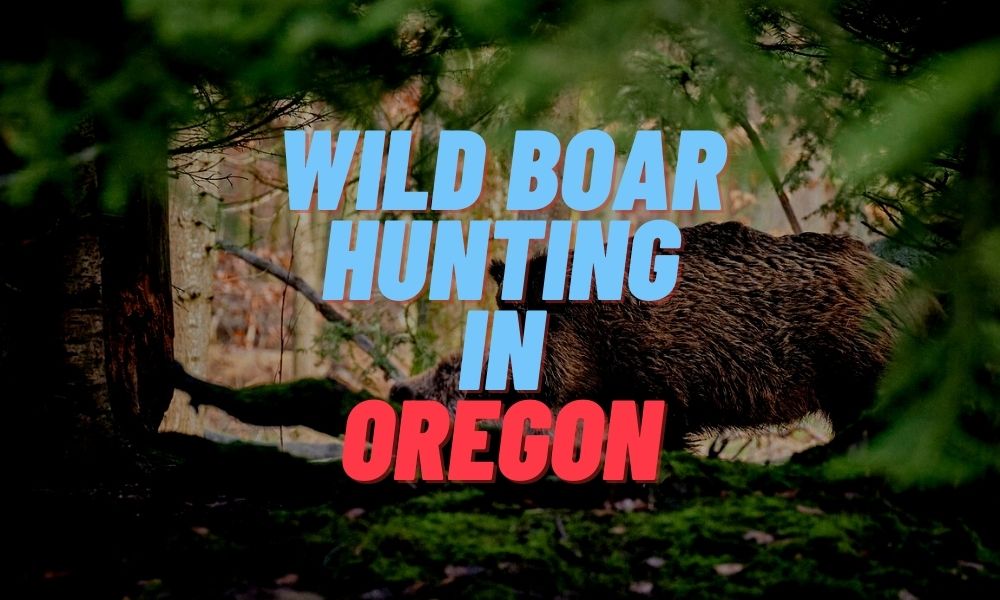 Wild Boar Hunting in Oregon