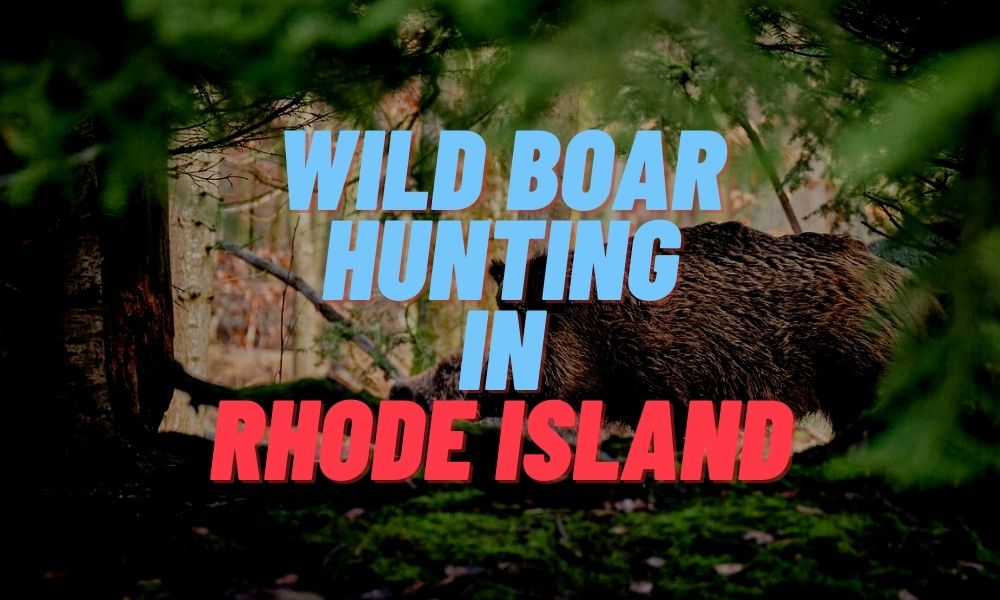 Wild Boar Hunting in Rhode Island