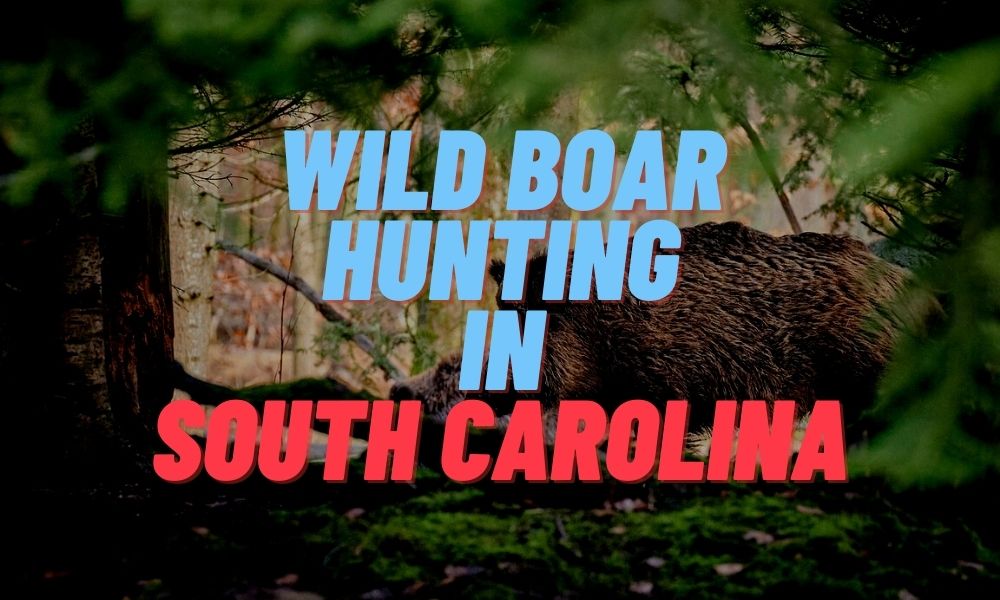 Wild Boar Hunting in South Carolina