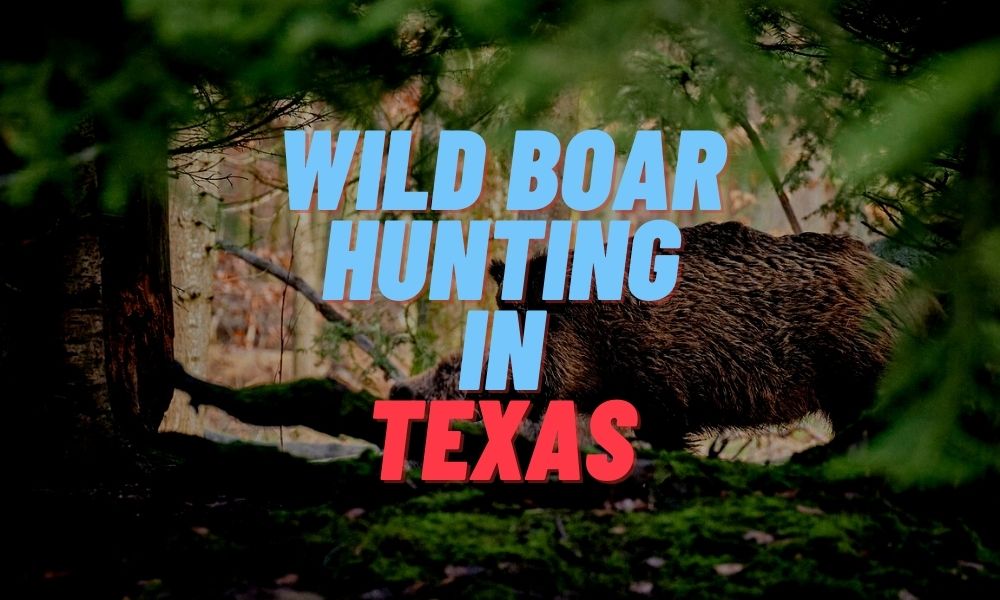 Wild Boar Hunting in Texas