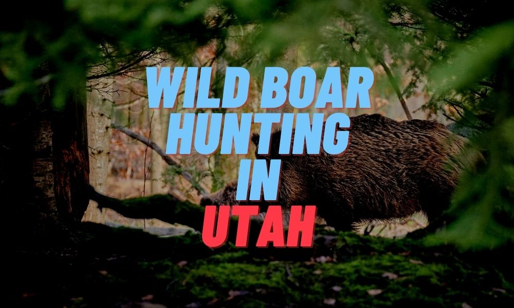 Wild Boar Hunting in Utah