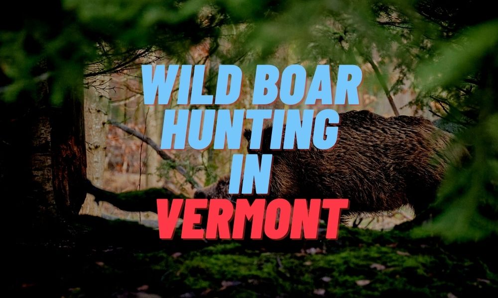 Wild Boar Hunting in Vermont