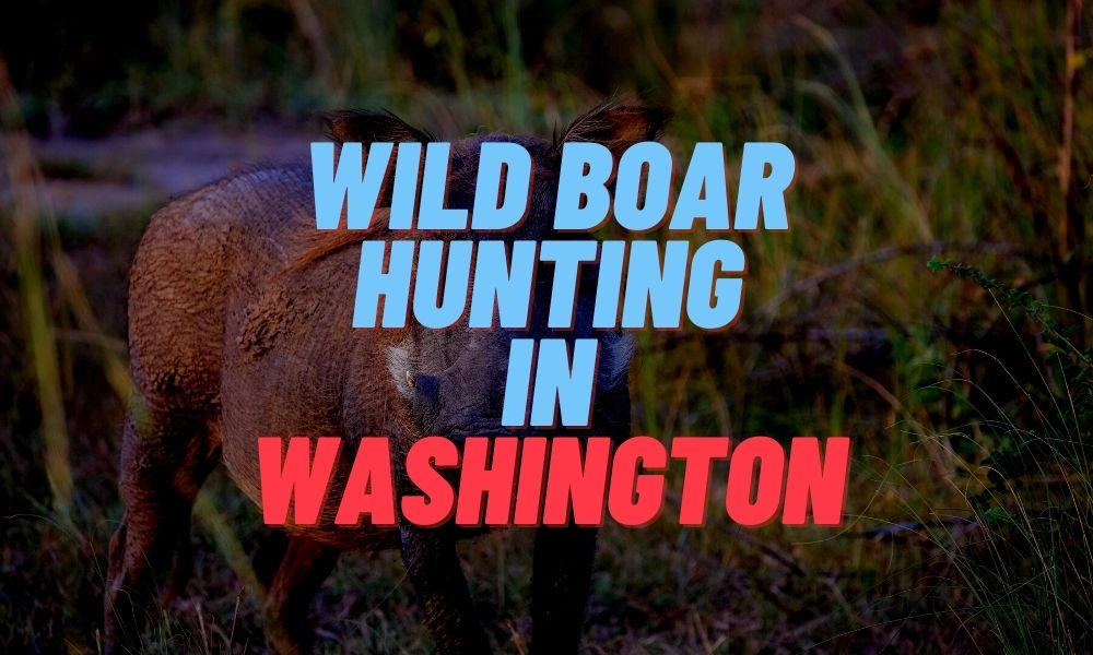 Wild Boar Hunting in Washington