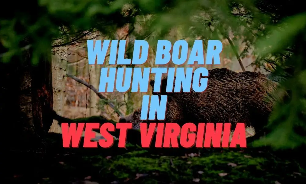 Wild Boar Hunting in West Virginia