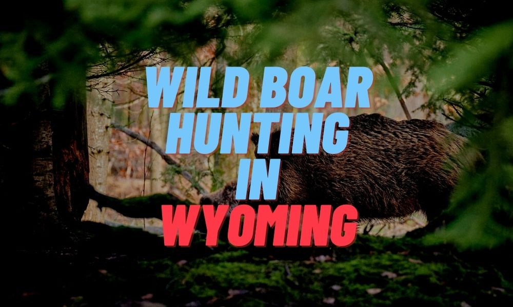 Wild Boar Hunting in Wyoming