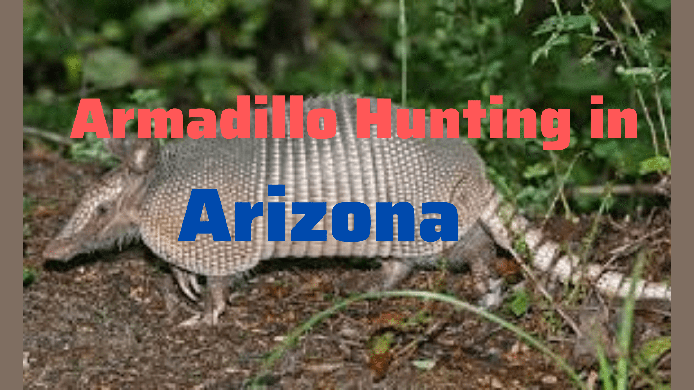 Armadillo Hunting in Arizona