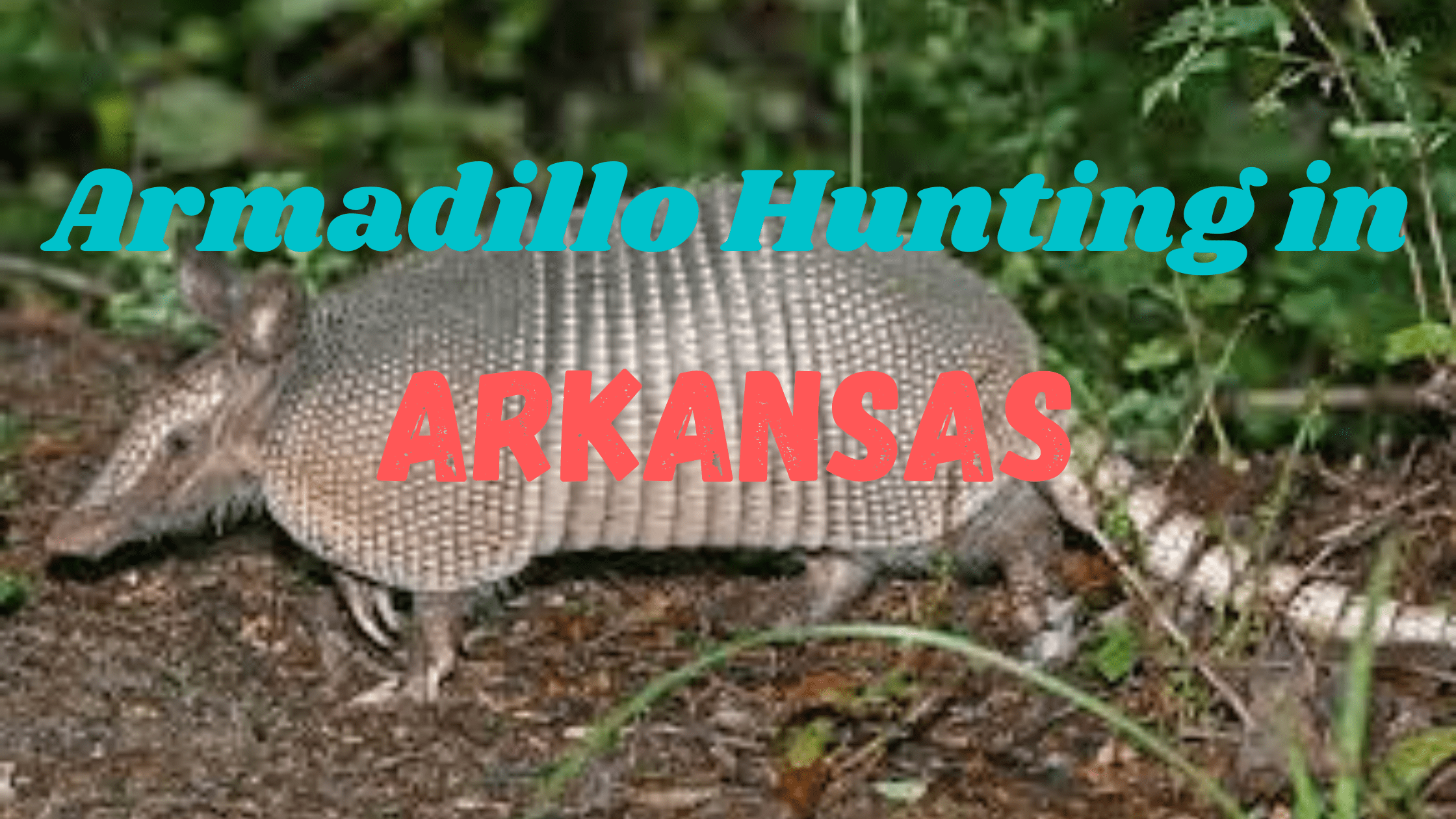 Armadillo Hunting in Arkansas