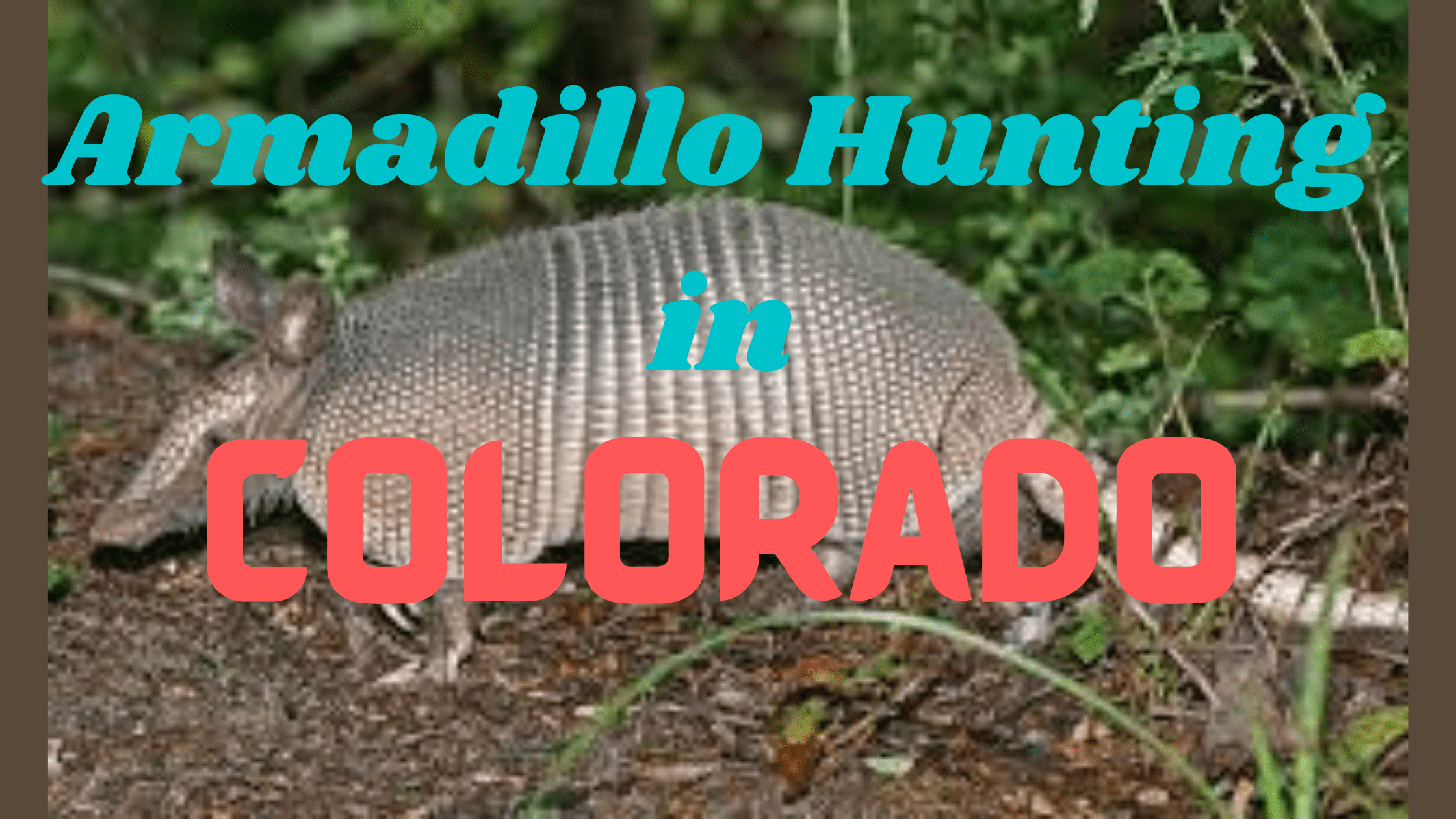 Armadillo Hunting in Colorado