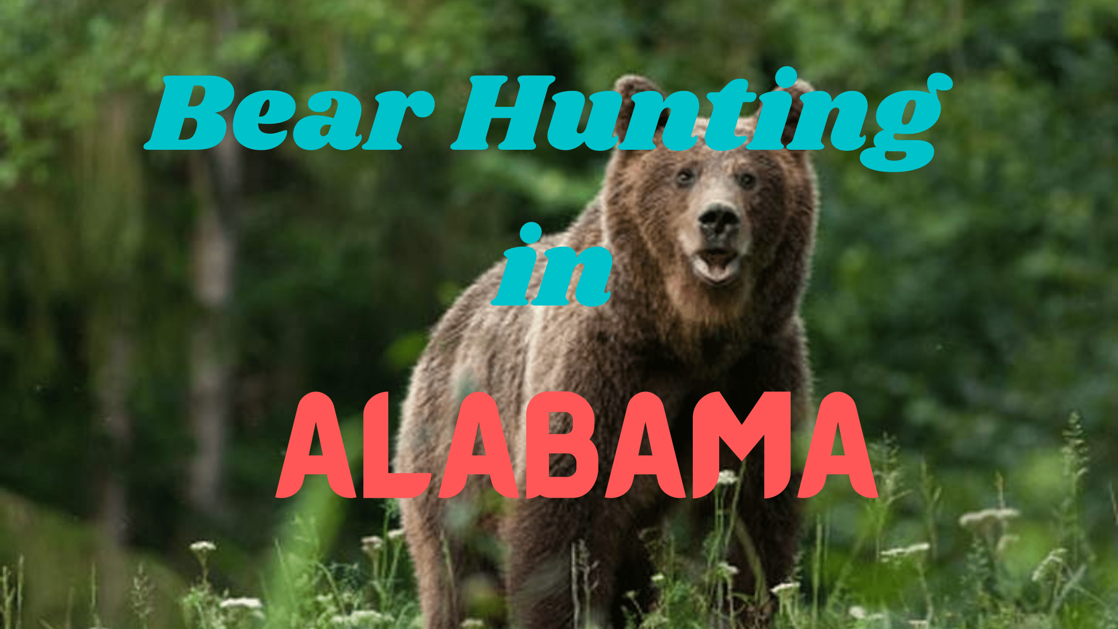 Bear Hunting in Alabama