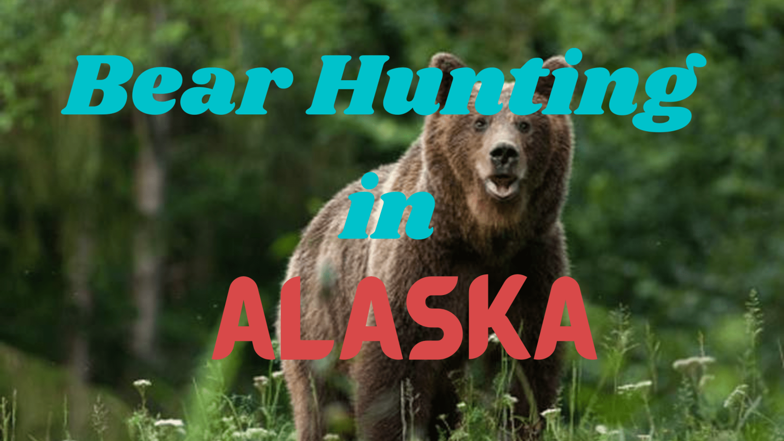 Bear Hunting in Alaska (Rules, Regulations, and Guide) CoyoteHunting