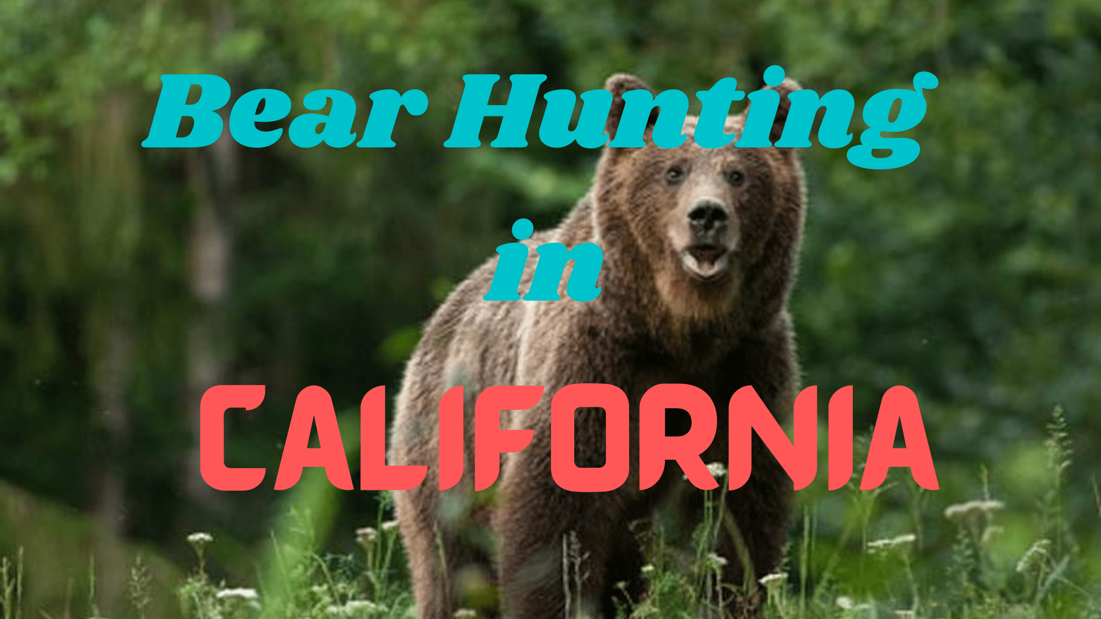 Bear Hunting in California