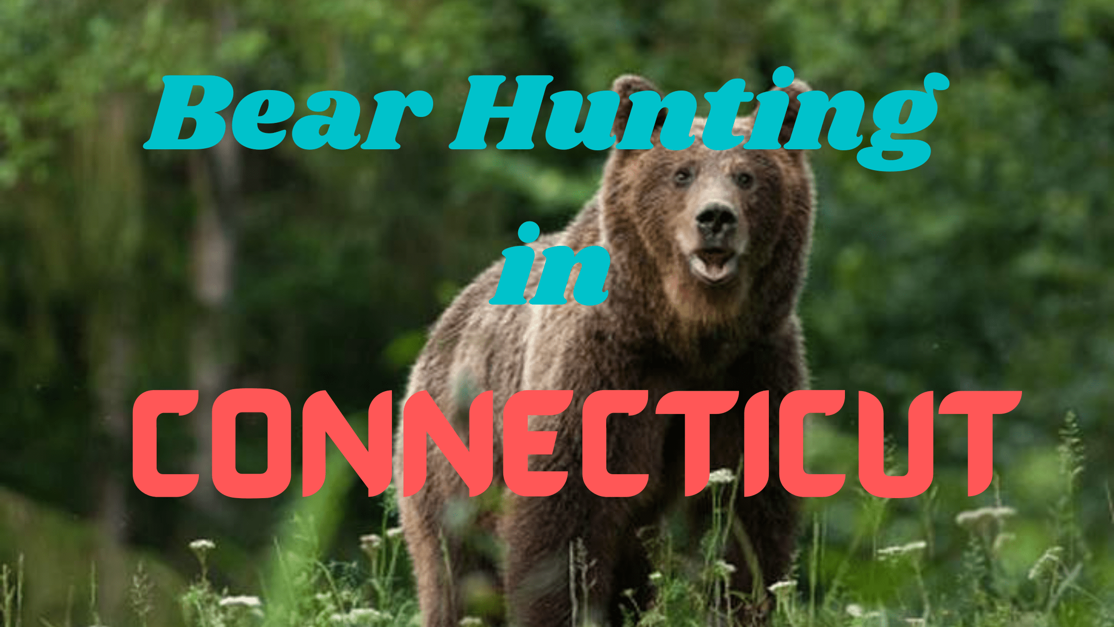 Bear Hunting in Connecticut
