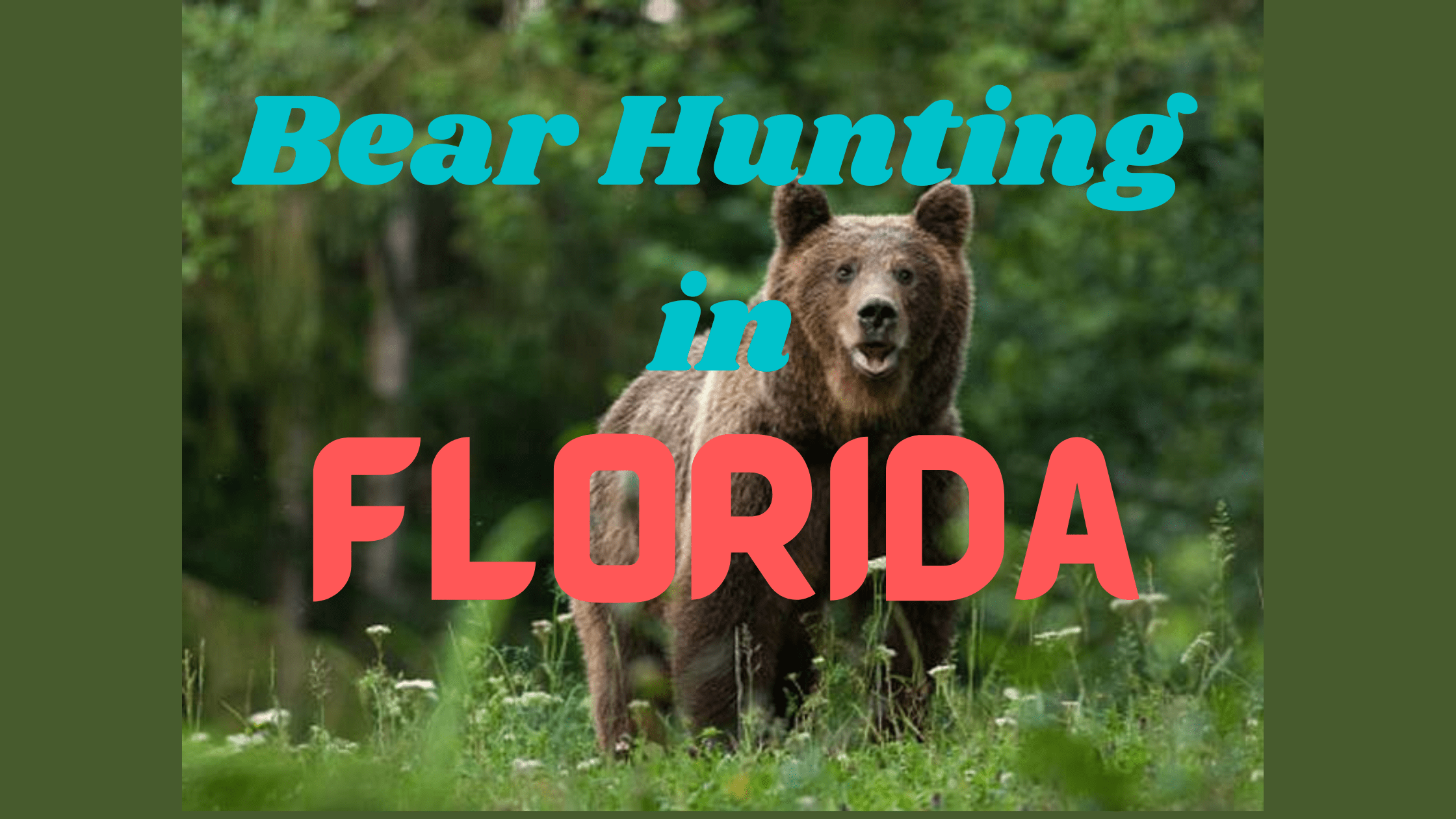 Bear Hunting in Florida