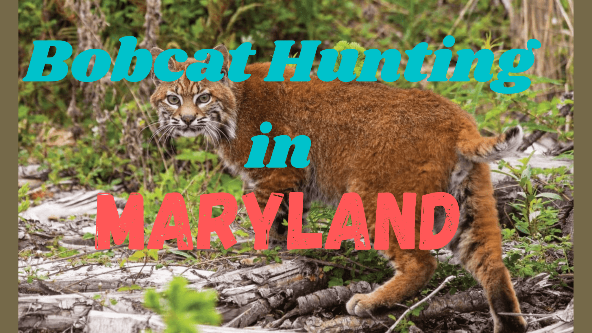 Bobcat Hunting in Maryland (Rules, Regulations, and Guide) CoyoteHunting