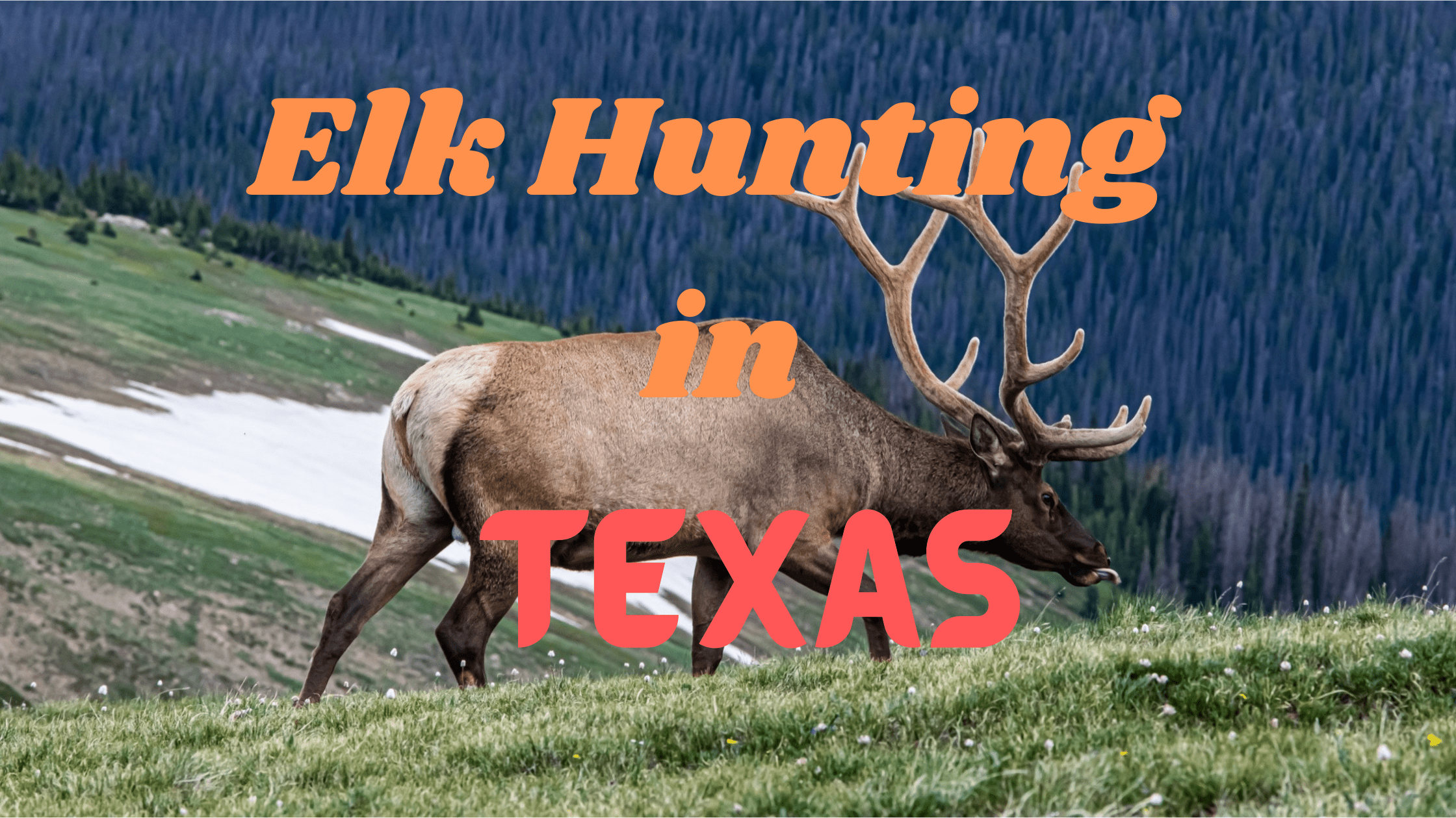 Elk Hunting in Texas
