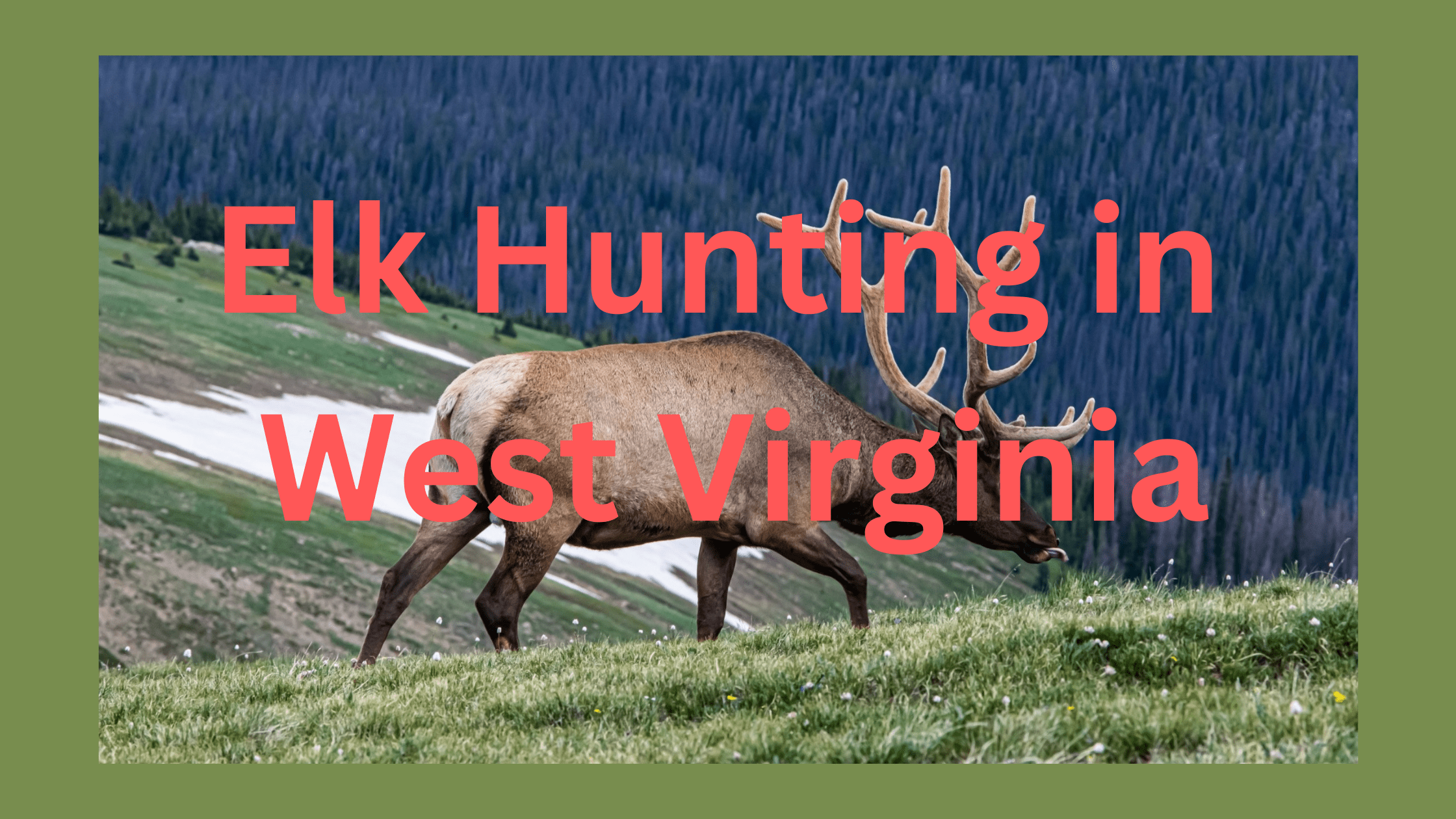 Elk Hunting in West Virginia