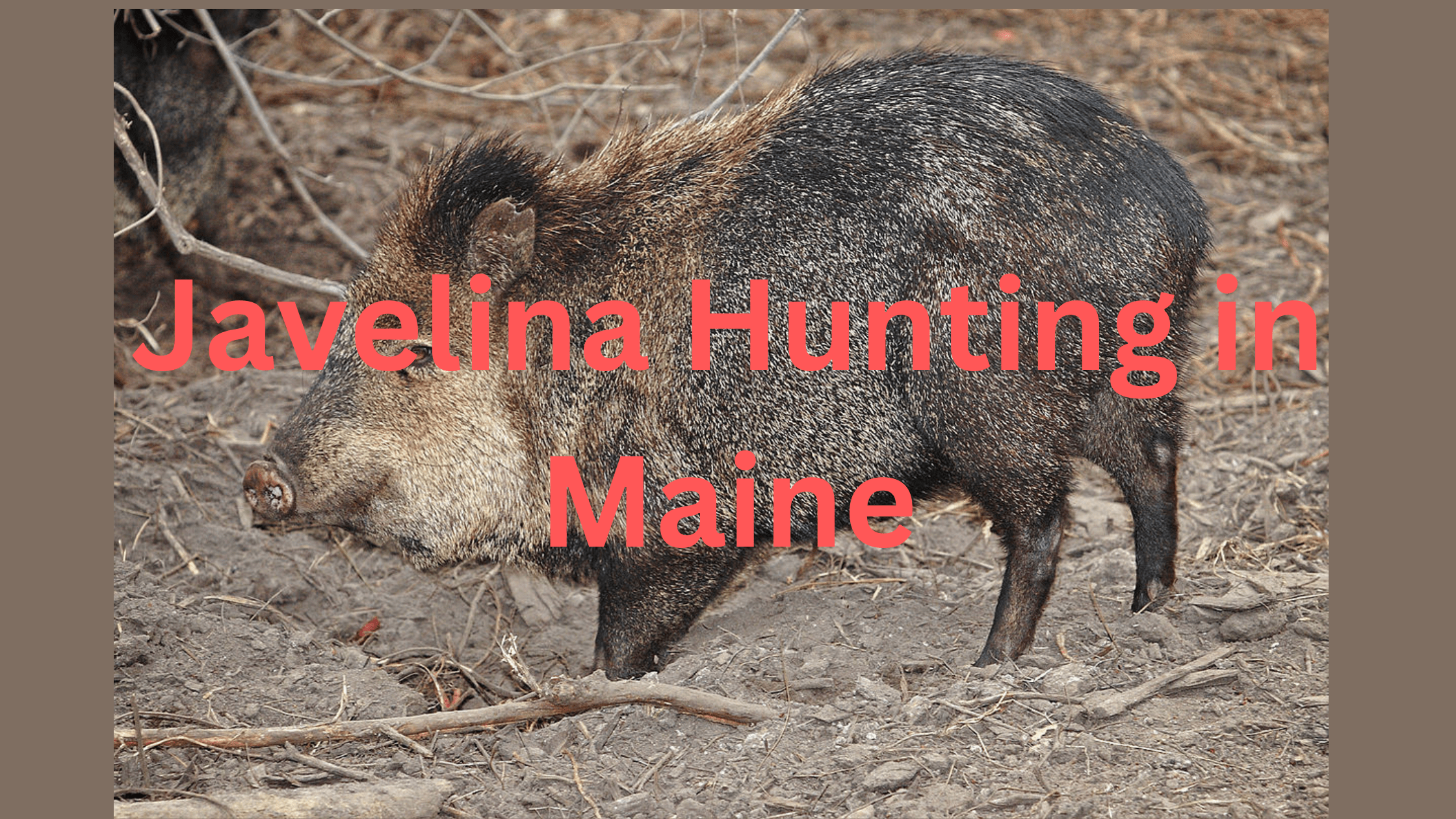 Javelina Hunting in Maine