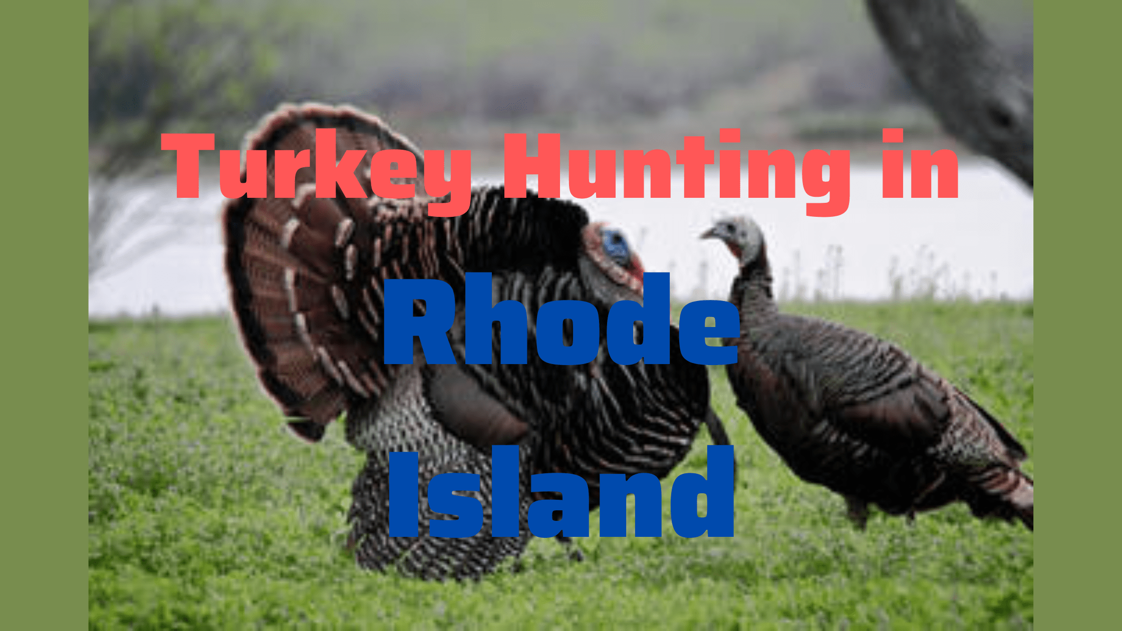 Turkey Hunting in Rhode Island