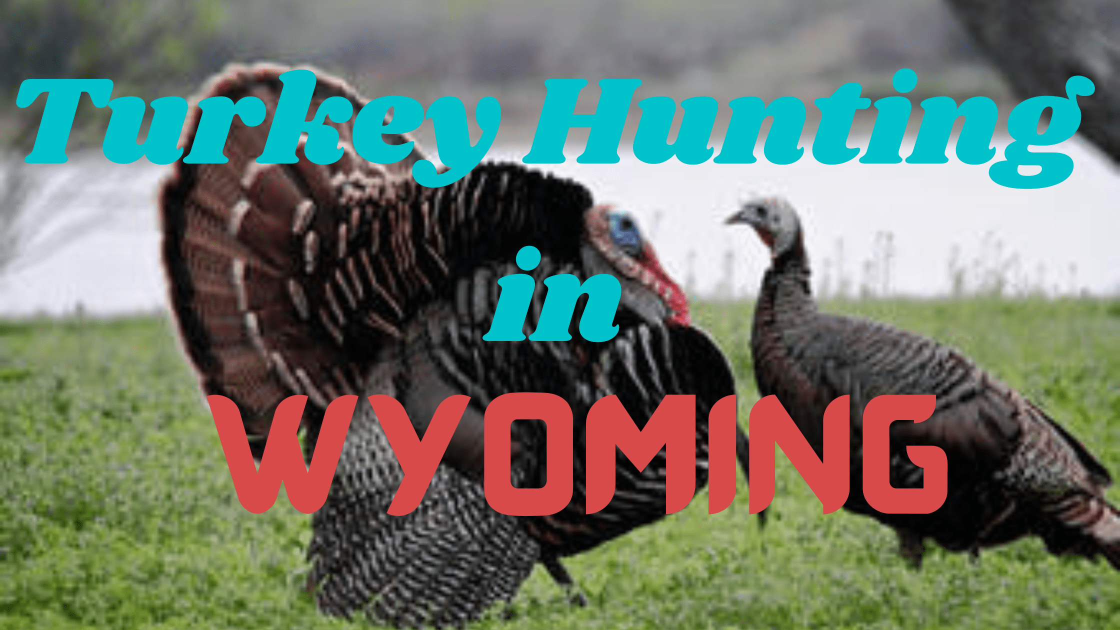 Turkey Hunting in Wyoming