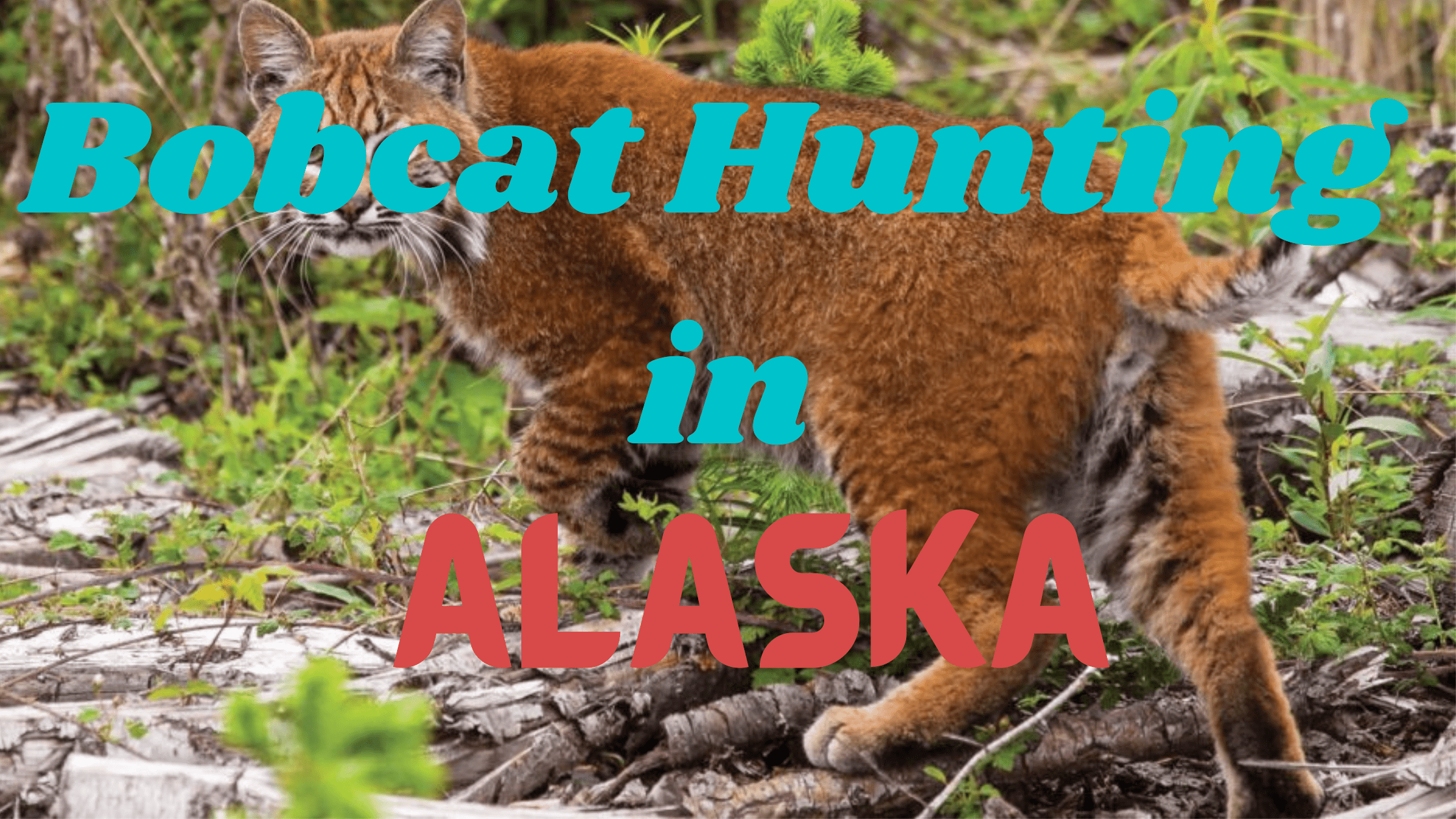 Bobcat Hunting in Alaska