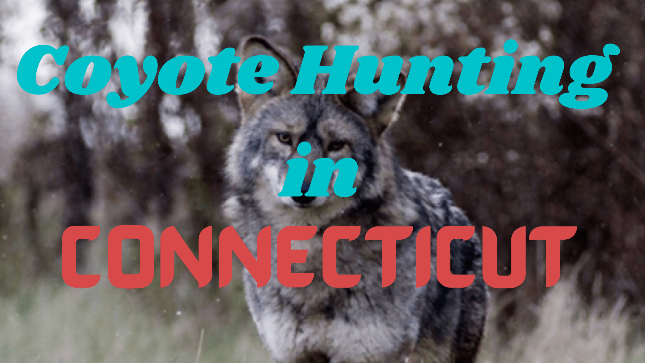 Coyote Hunting in Connecticut