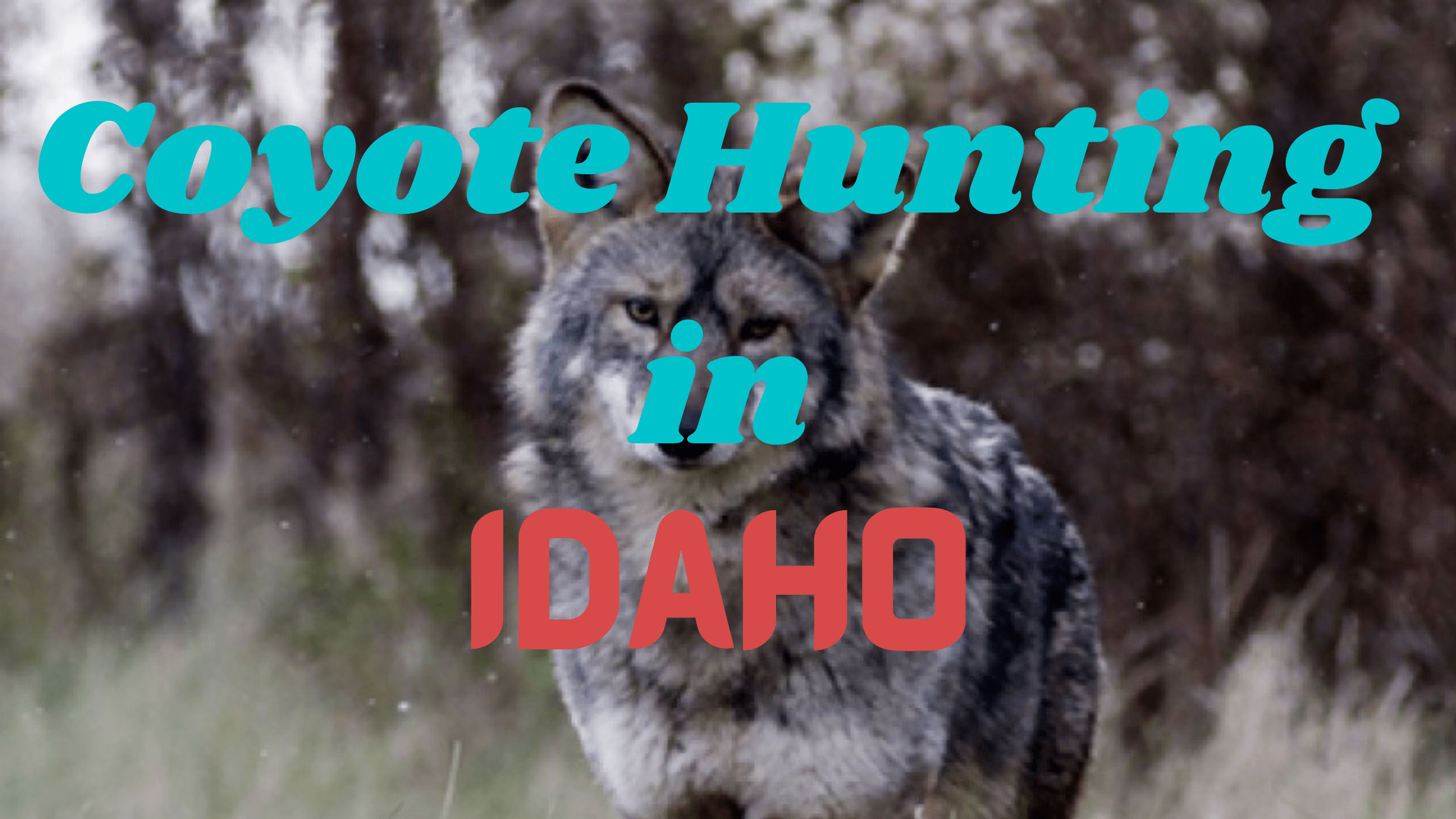 Coyote Hunting in Idaho