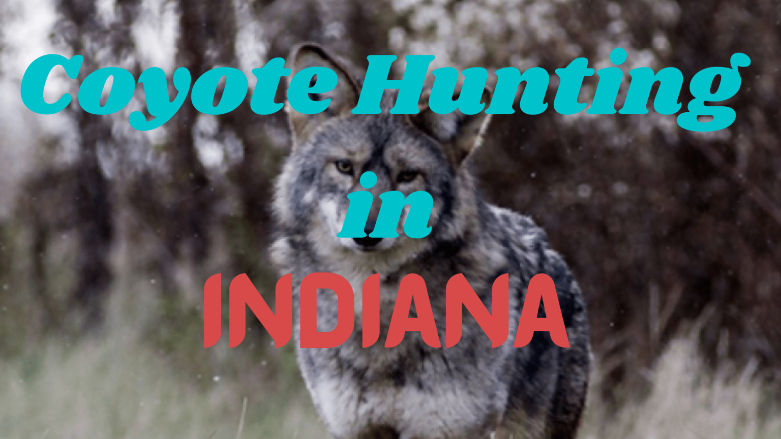 Coyote Hunting in Indiana [Rules & Regulations 20232024] CoyoteHunting