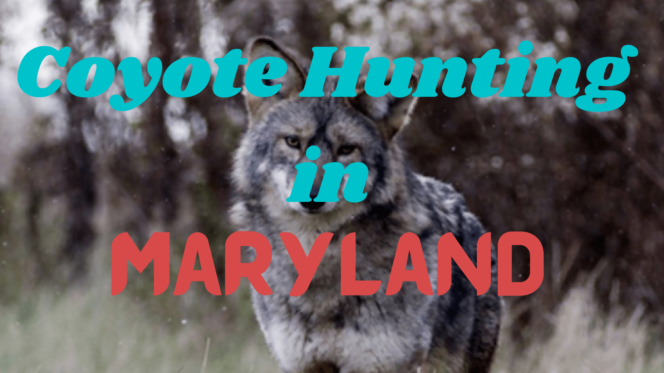 Coyote Hunting in Maryland