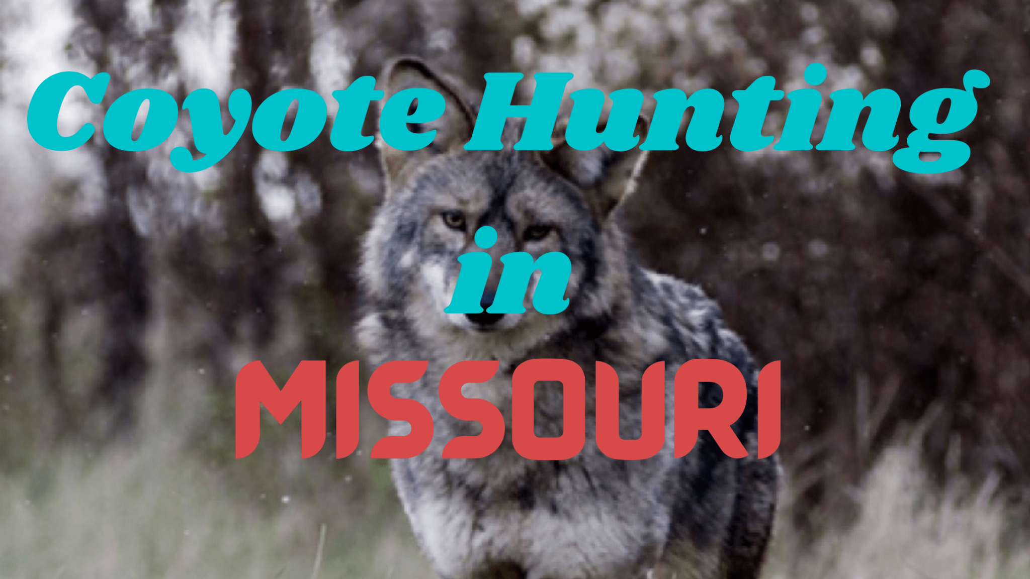 Coyote Hunting in Missouri [Rules & Regulations 2023-2024] - CoyoteHunting