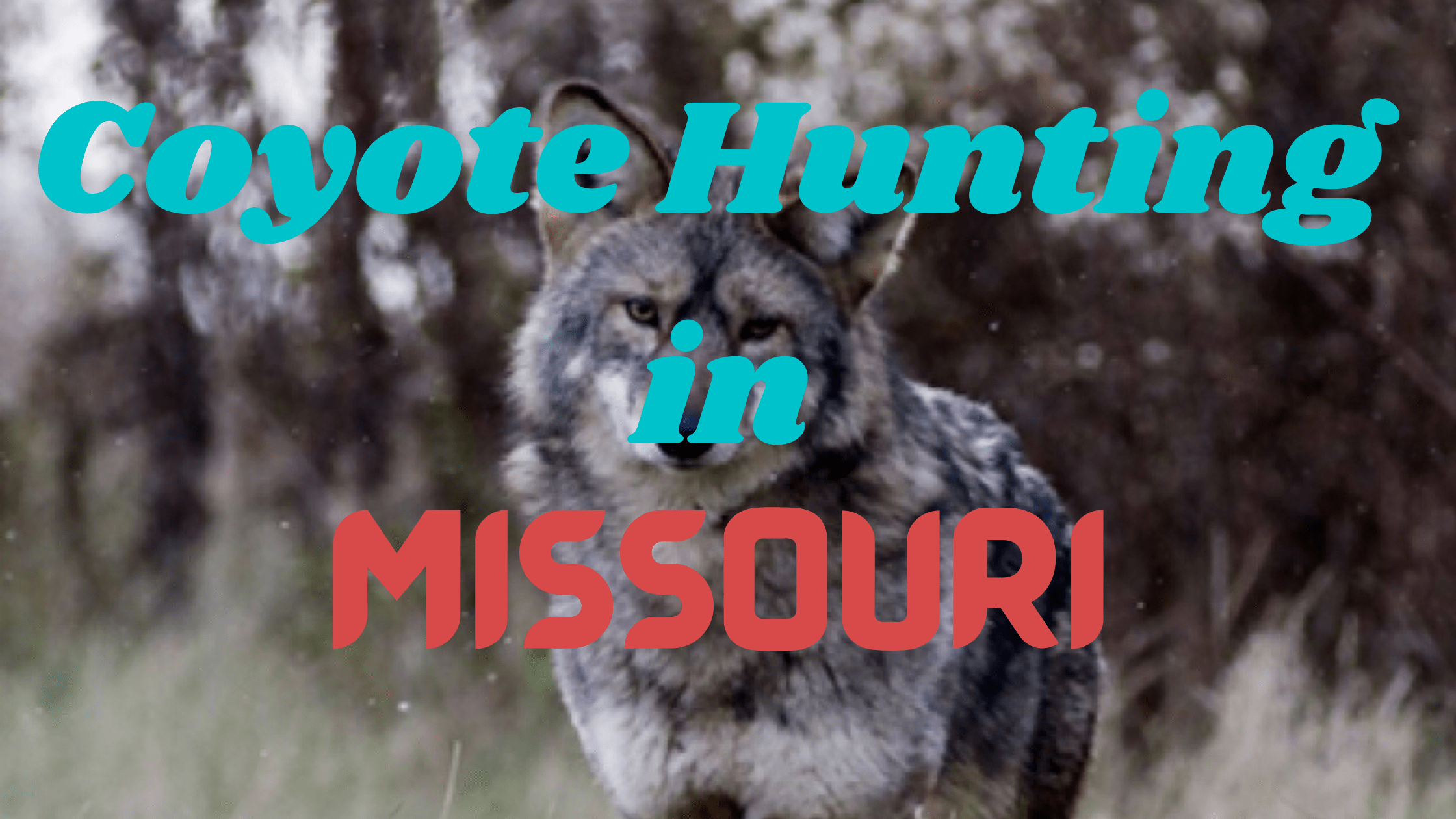 Coyote Hunting in Missouri