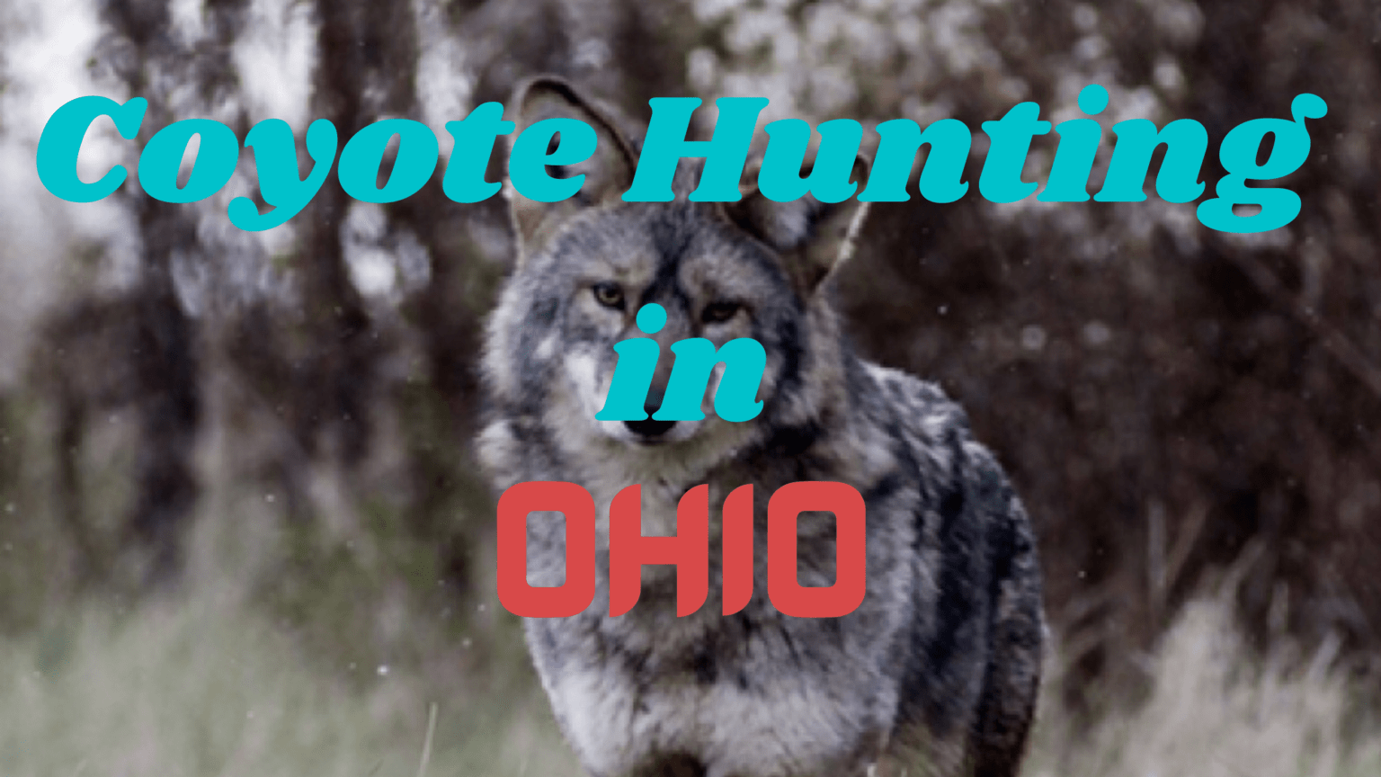 Coyote Hunting in Ohio [Rules & Regulations 20232024] CoyoteHunting