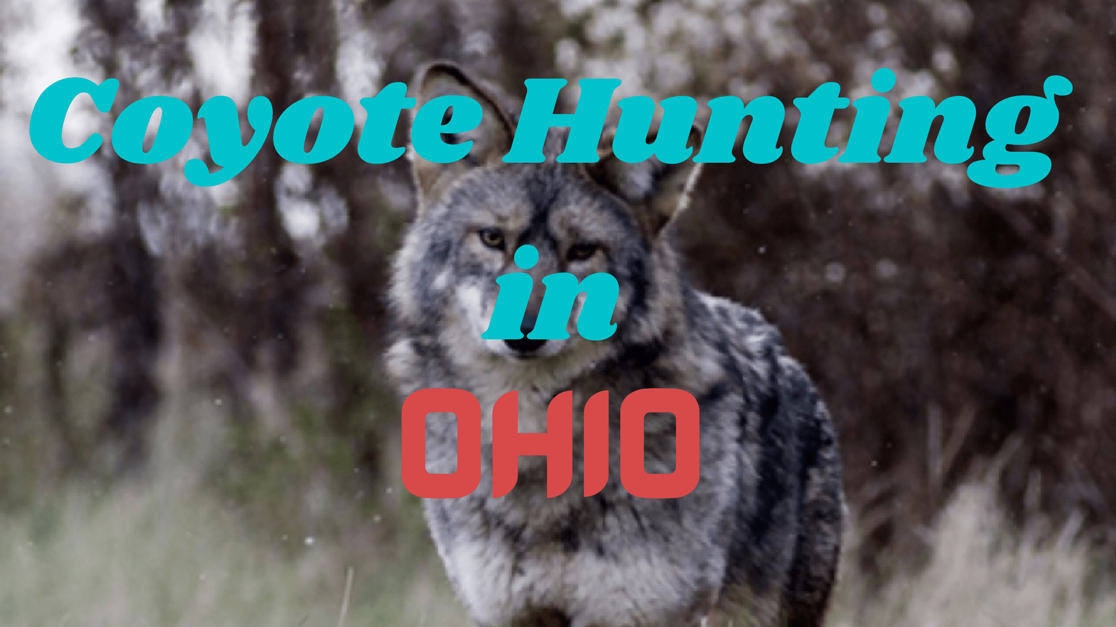 Coyote Hunting in Ohio