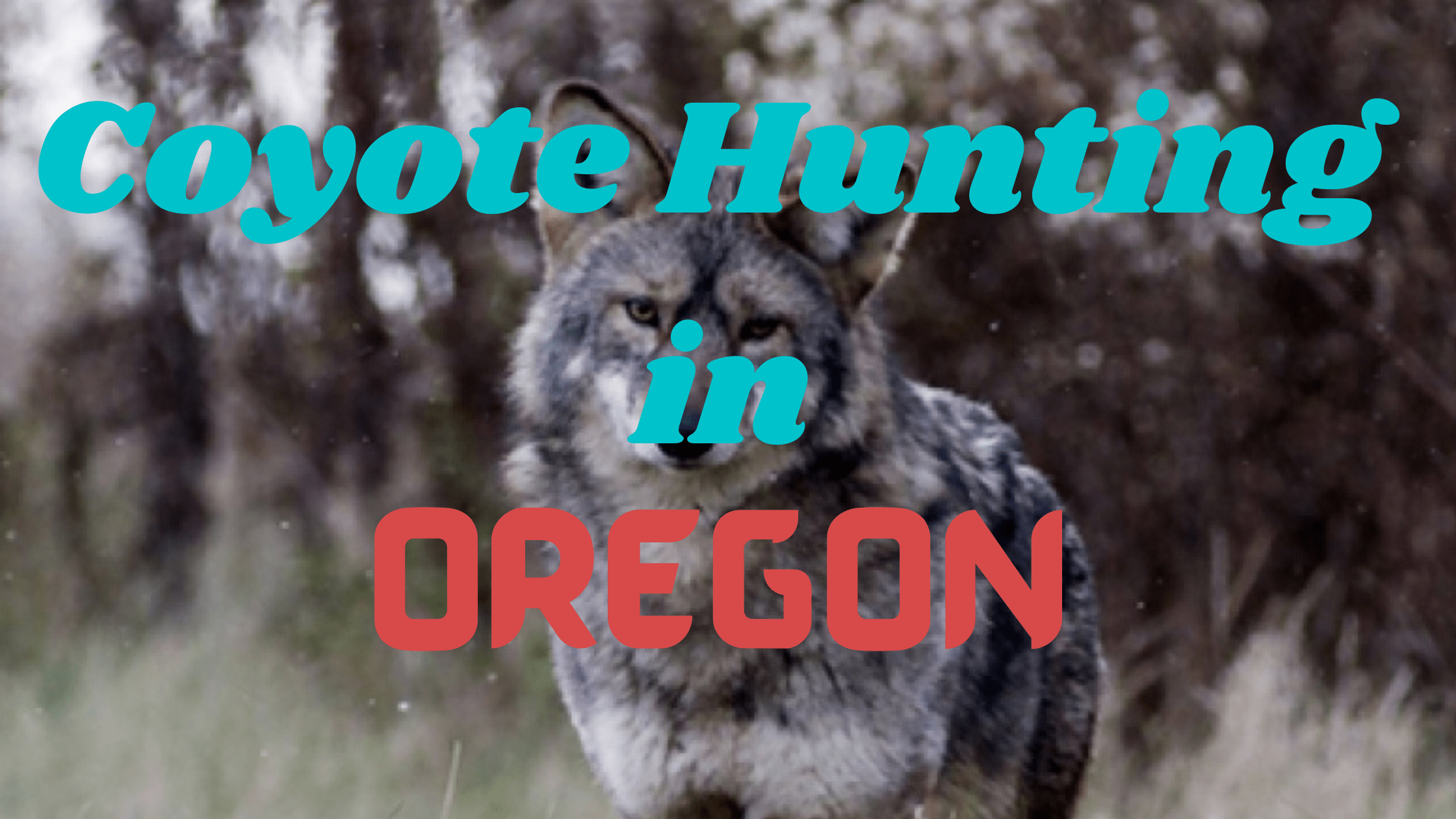Coyote Hunting in Oregon