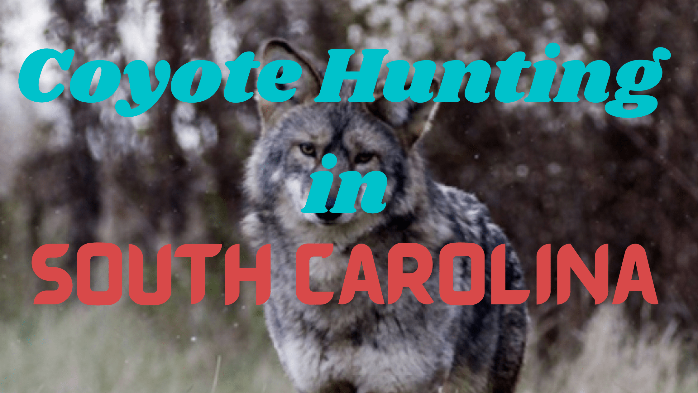 Coyote Hunting in South Carolina