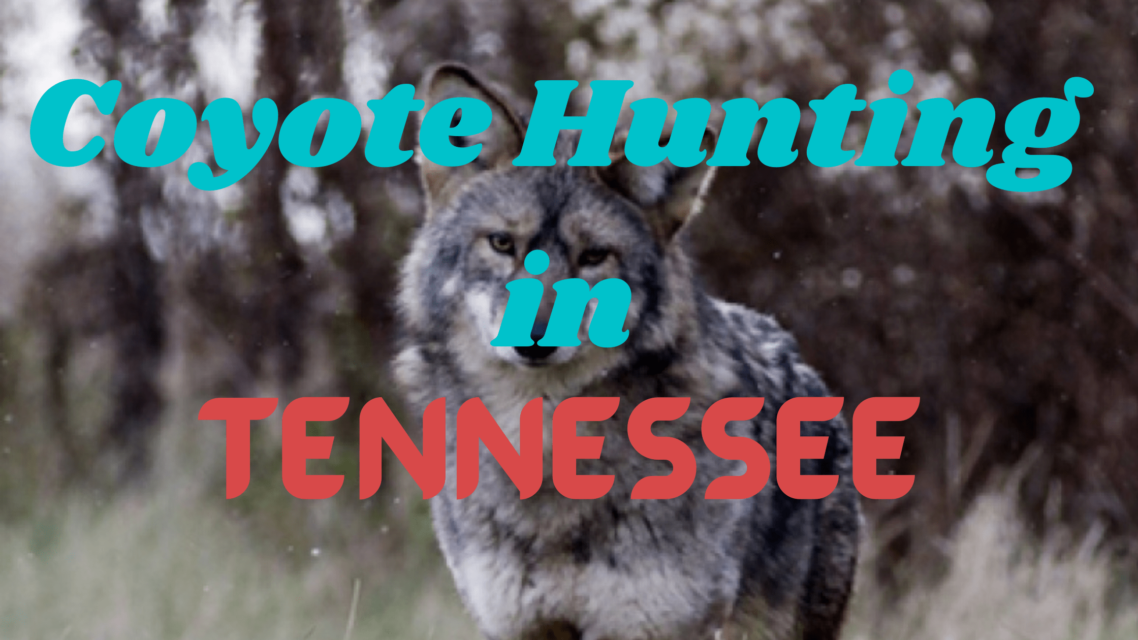 Coyote Hunting in Tennessee