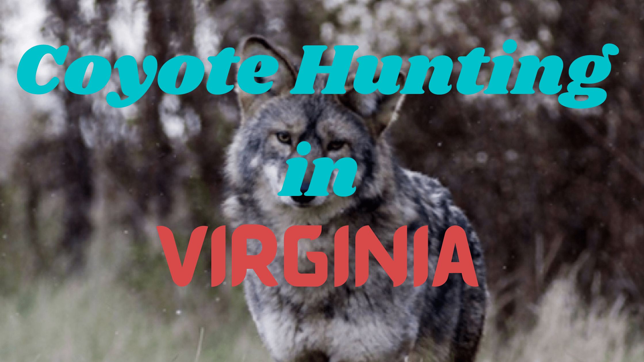 Coyote Hunting in Virginia