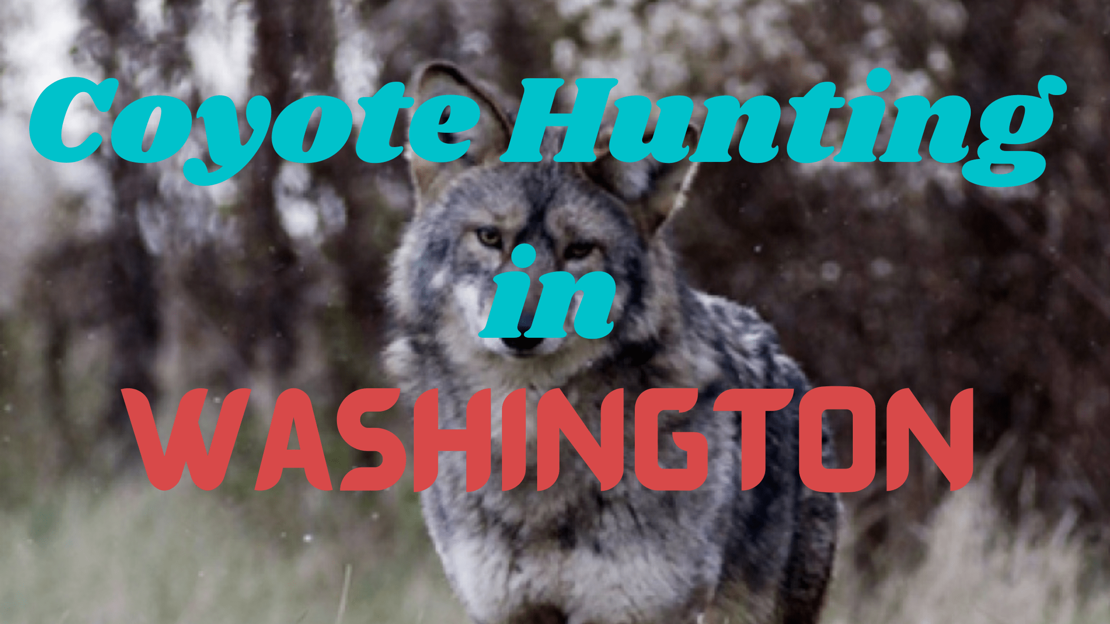 Coyote Hunting in Washington