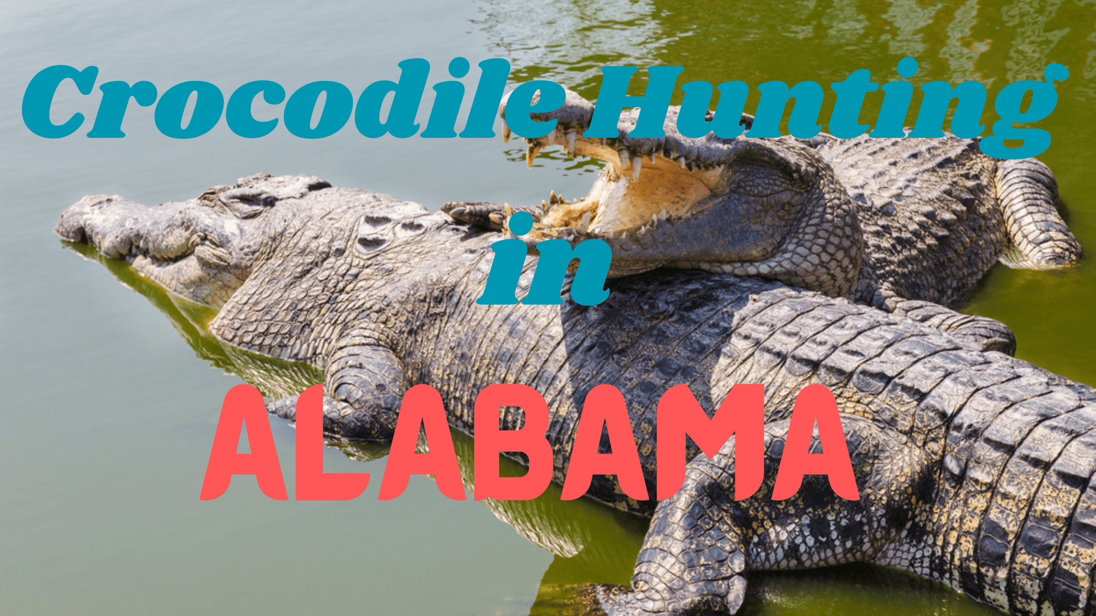 Crocodile Hunting in Alabama