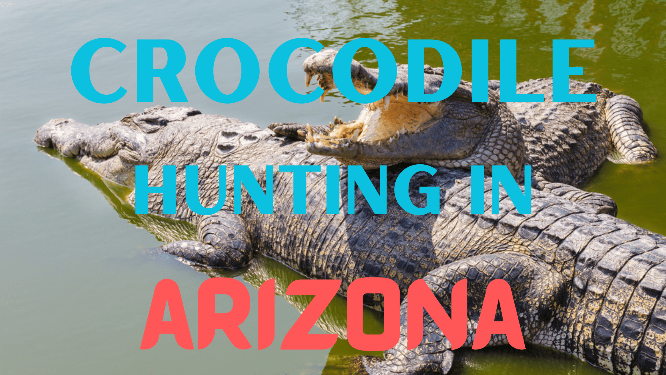 Crocodile Hunting in Arizona