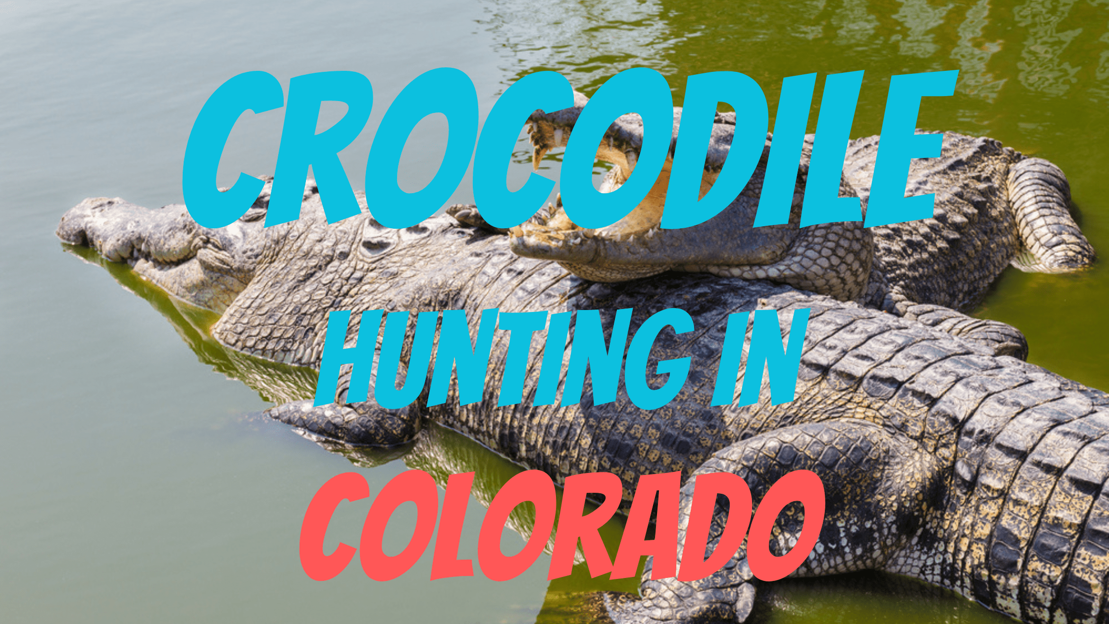 Crocodile Hunting in Colorado