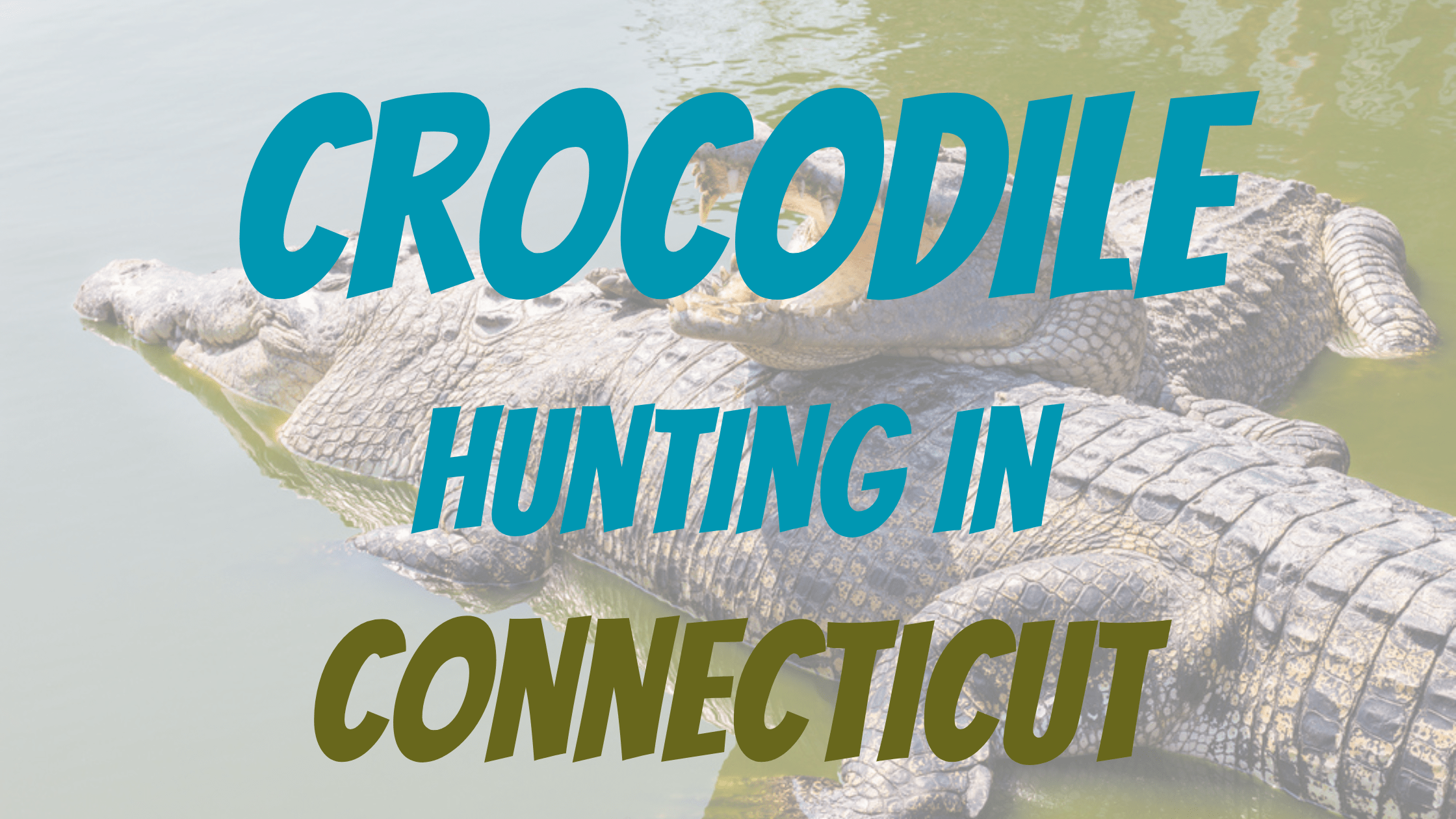 Crocodile Hunting in Connecticut