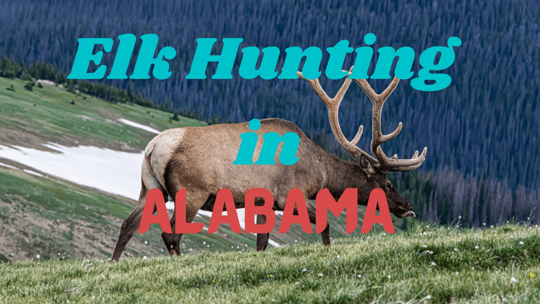 Elk Hunting in Alabama