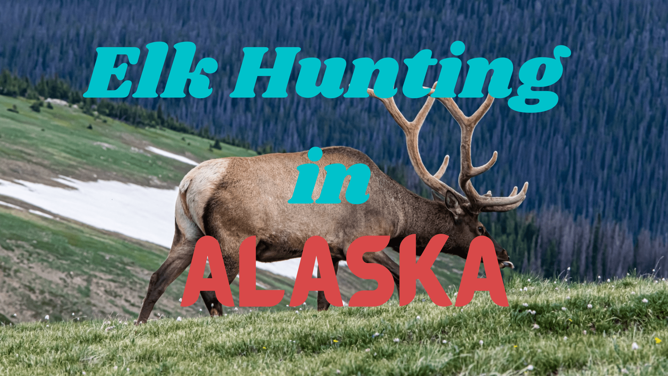 Elk Hunting in Alaska