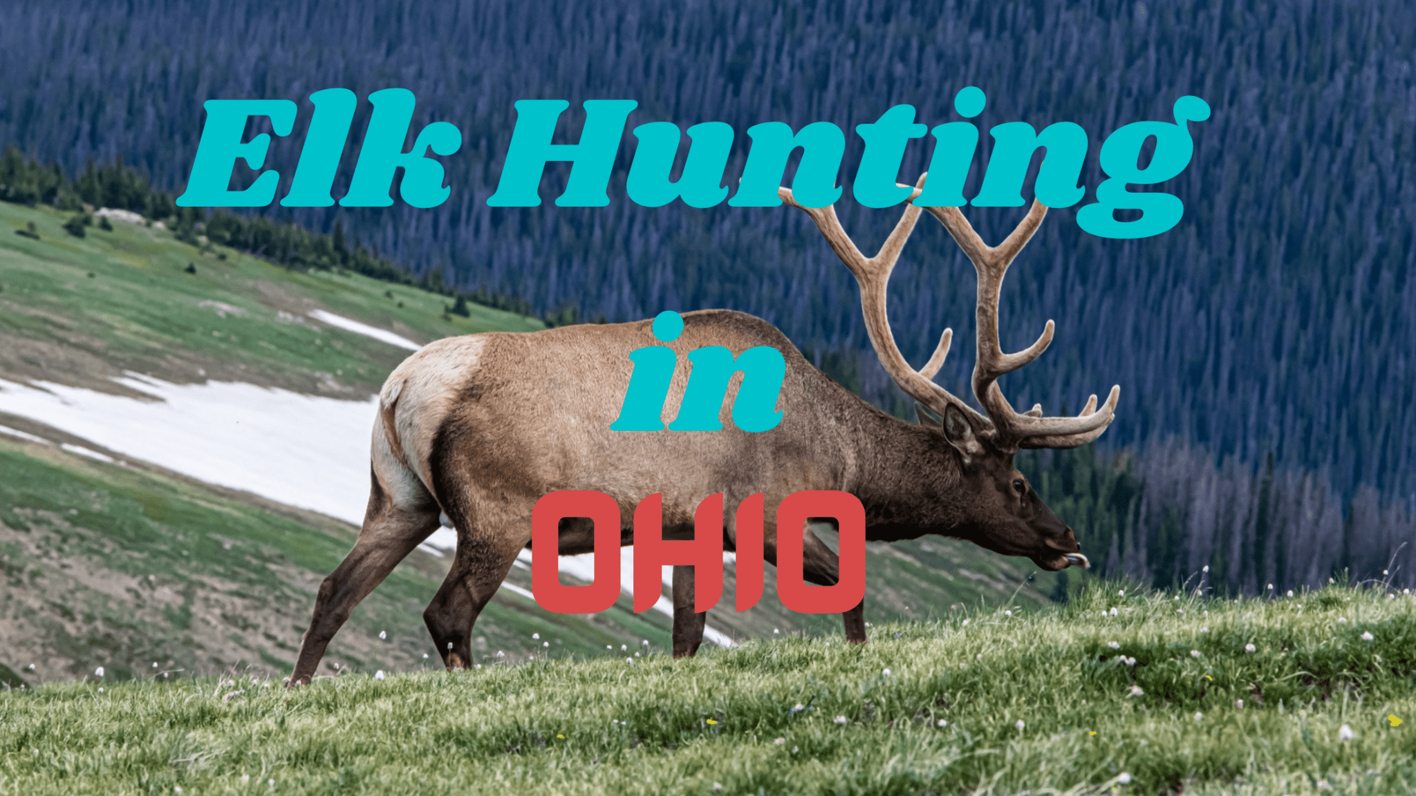 Elk Hunting in Ohio (Rules, Regulations, and Guide) CoyoteHunting