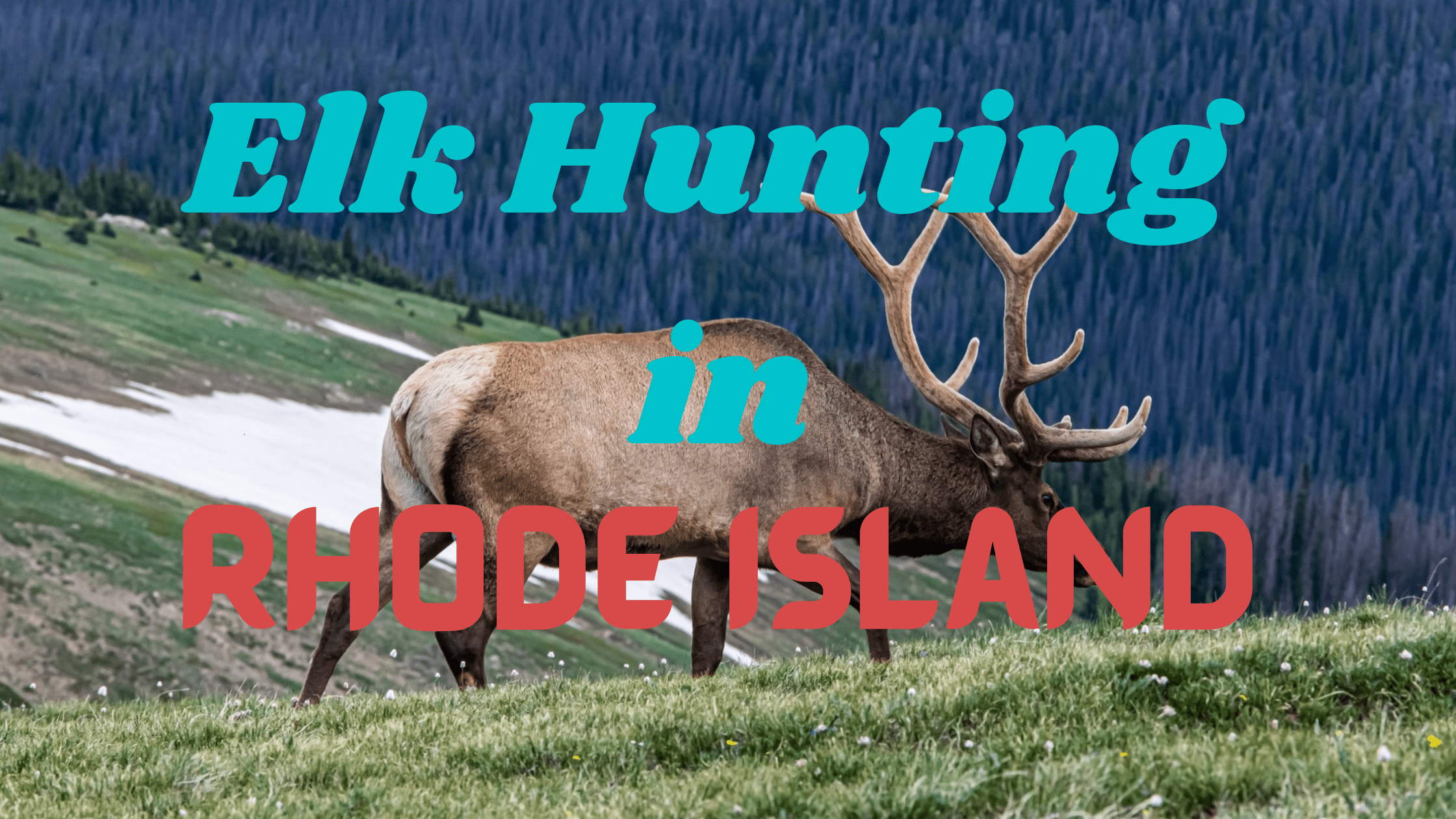 Elk Hunting in Rhode Island