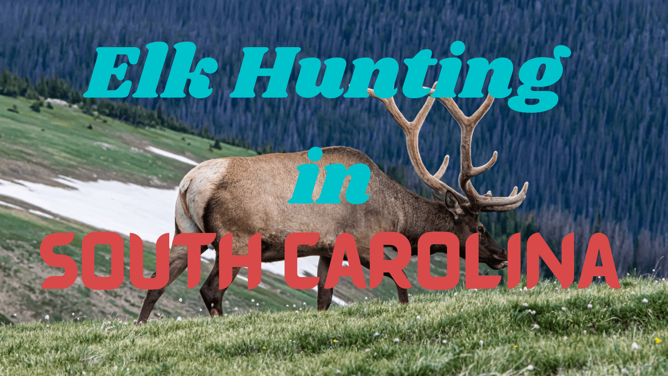 Elk Hunting in South Carolina